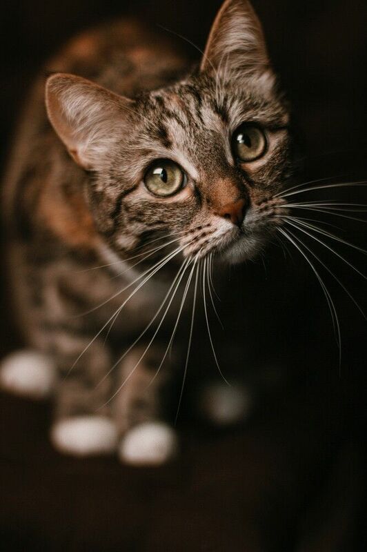 домашние животные,кошка Шикарные усыphoto preview