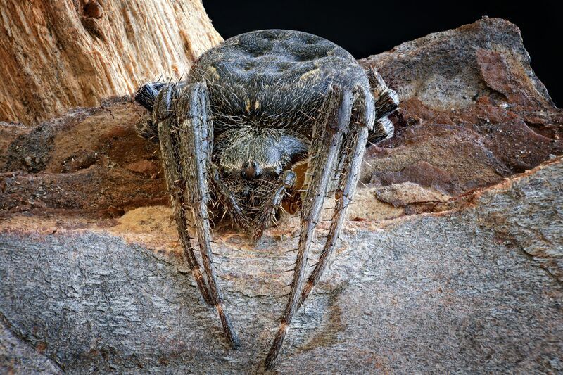 Nuctenea umbraticaphoto preview