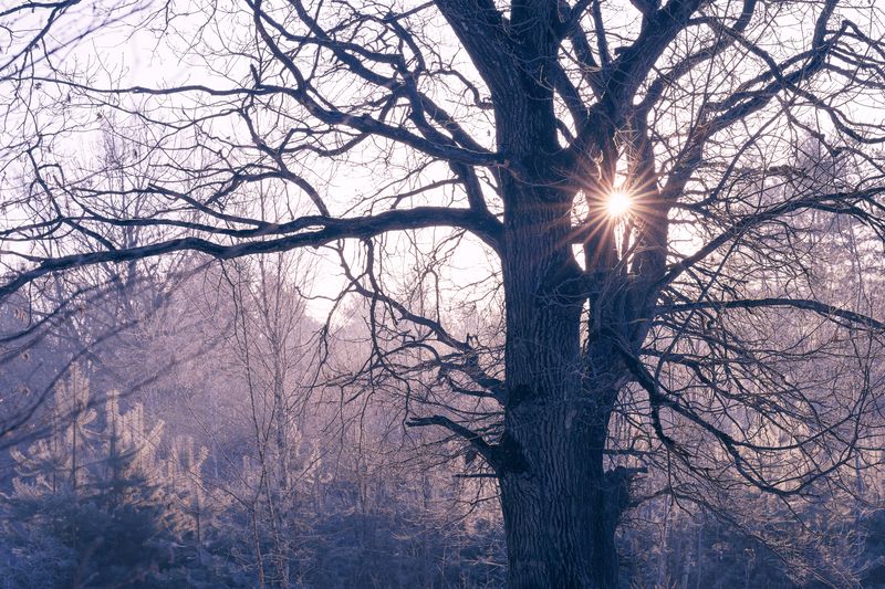 forest, tree, light, foliage, sunlight, oak, morning, beauty, sunrise, frost, cold, sunstar, nature, branch, sun, sunset, evening ***photo preview