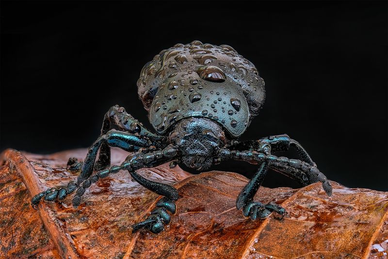 Листоед (лат. Timarcha goettingensis).photo preview