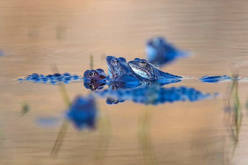 Третий лишний.photo preview