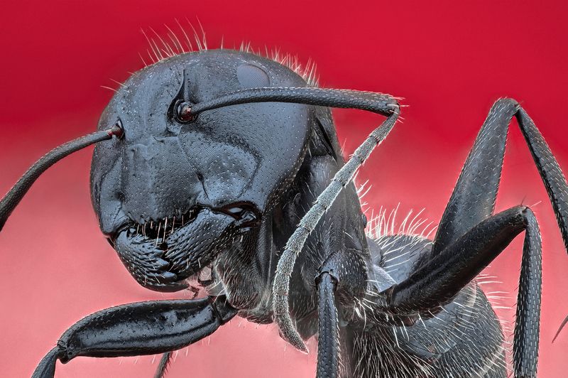 ceclii, macro  фото превью