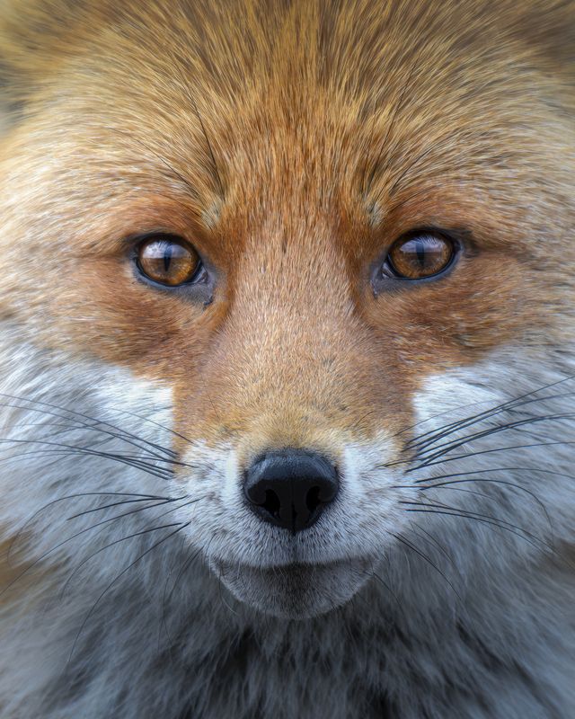 Обыкновенная лисица (Vulpes vulpes) photo preview