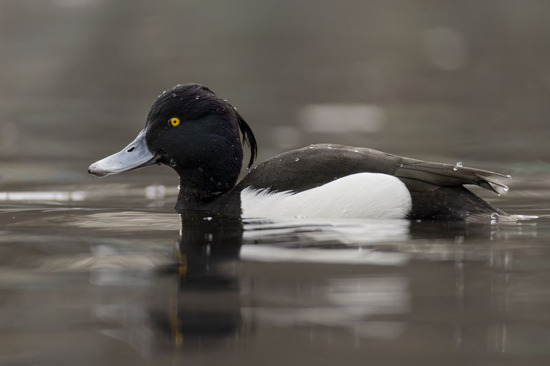 Хохлатая чернетьphoto preview