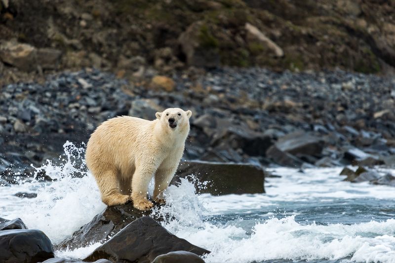 чукотское море, белый медведь Купание белого медведяphoto preview