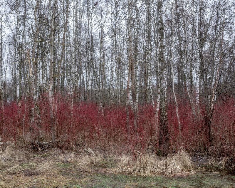 пейзаж, лесной пейзаж, ранняя весна, весенний лес, Московская область, дерен Апрель в лесуphoto preview