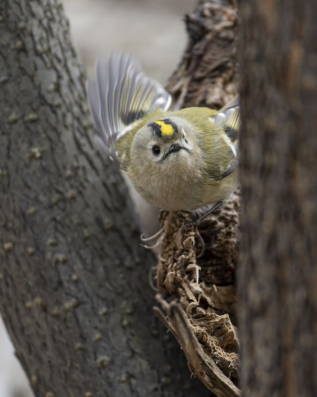 желтоголовый королек, королек Желтоголовый королекphoto preview