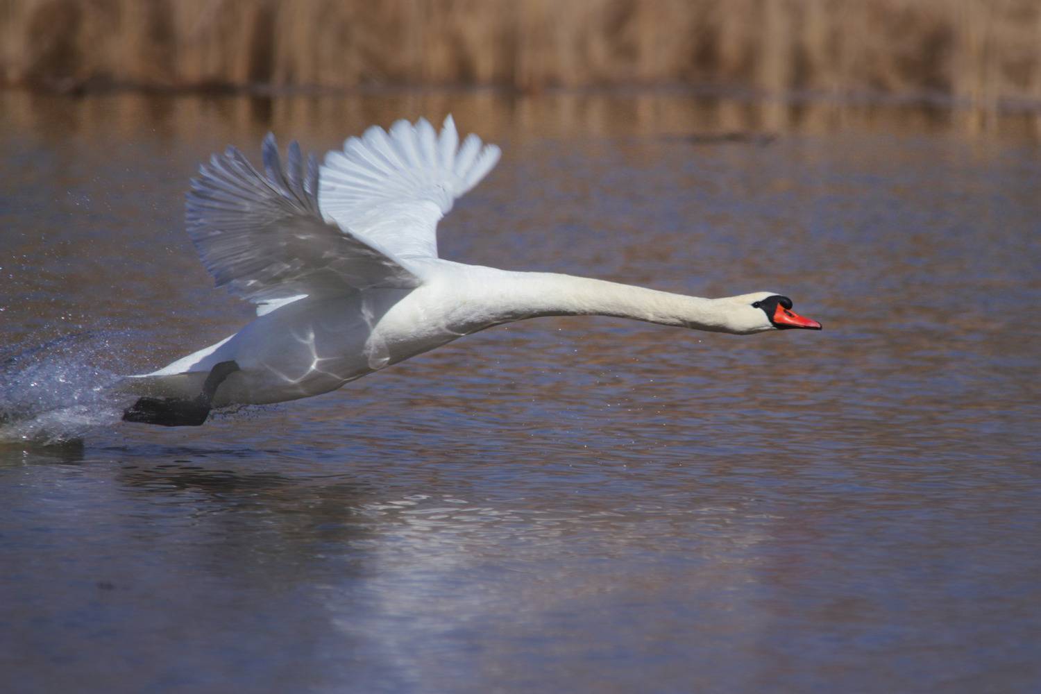cygnus olor, лебедь шипун,, sergey izoya