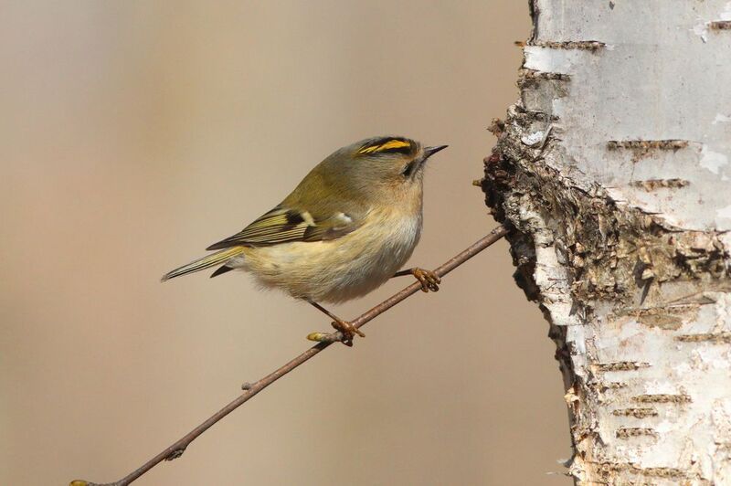 желтоголовый королёк,  королёк, regulus regulus, goldcrest, парк имени макса ашманна Исследовательphoto preview