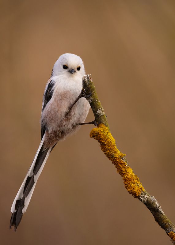 Long-tailed Tiphoto preview