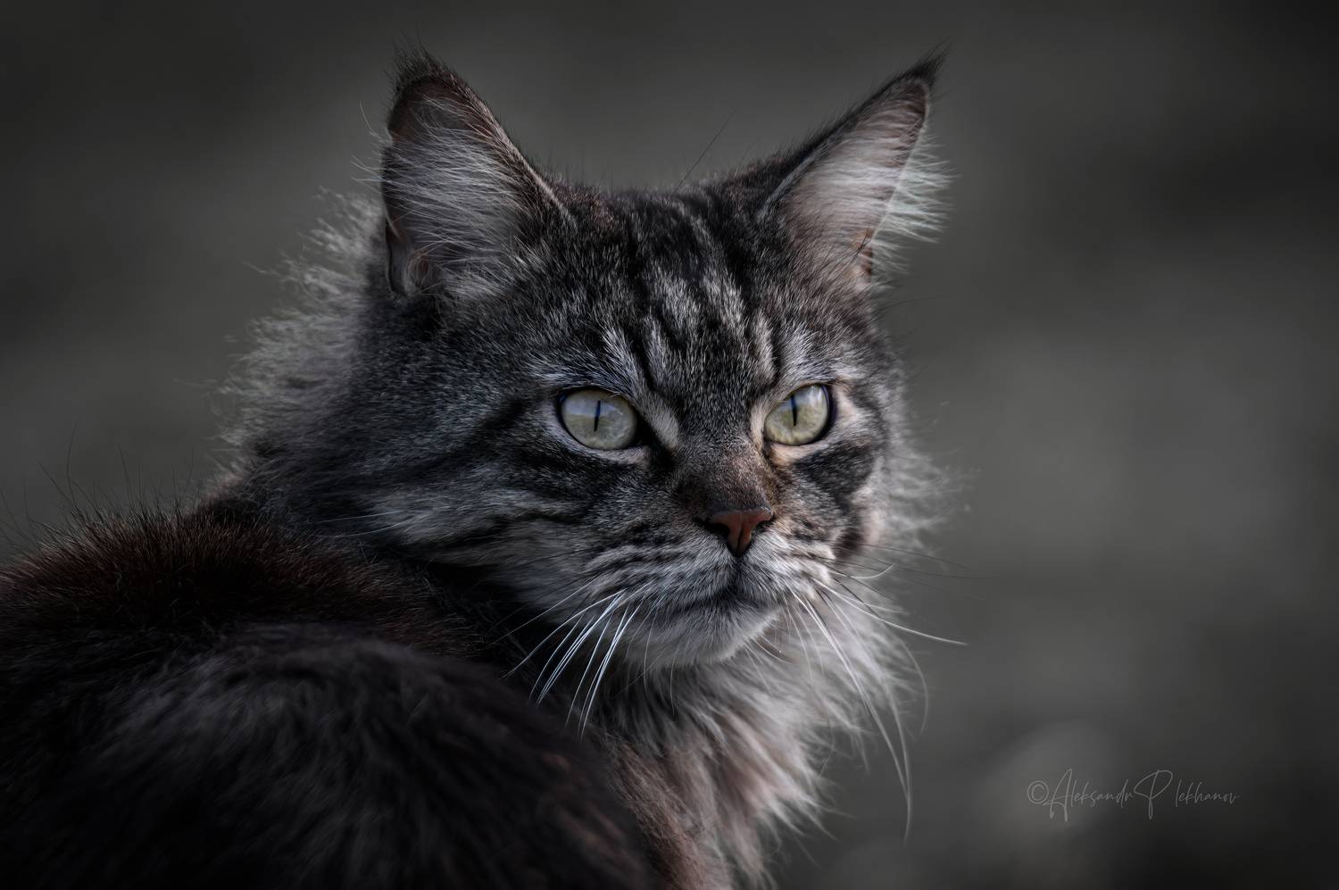 Характер. Автор: Плеханов Александр портрет, Плеханов Александр