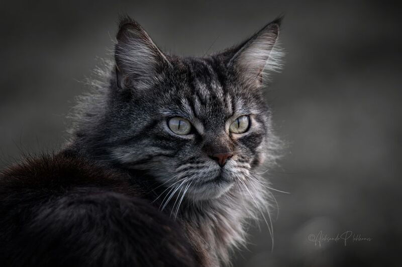 портрет Характерphoto preview