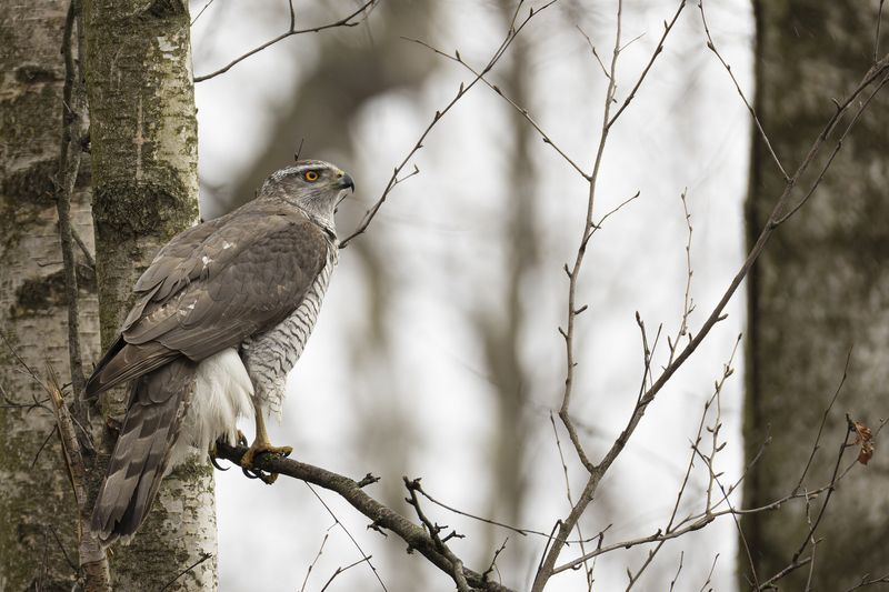 Тетеревятник Тетеревятникphoto preview