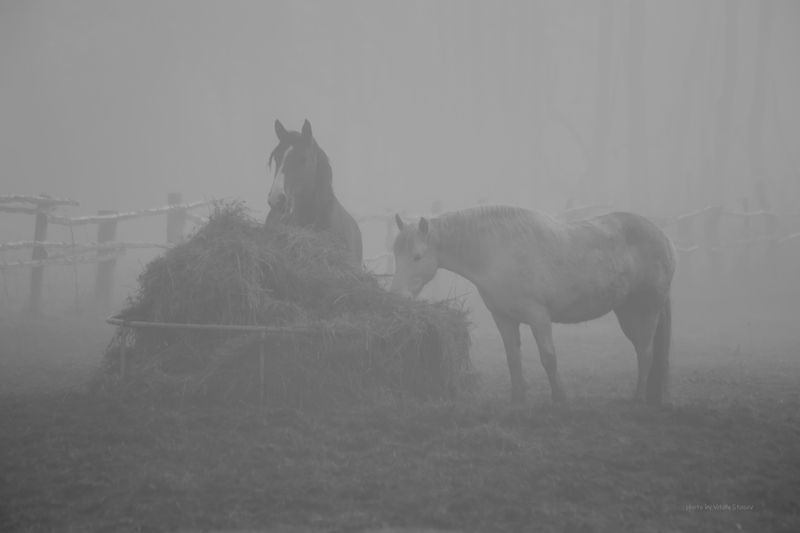 туман, утро, ранней весной, завтрак для двоих, лошадь, кони, лошади, весна В тумане утра..photo preview