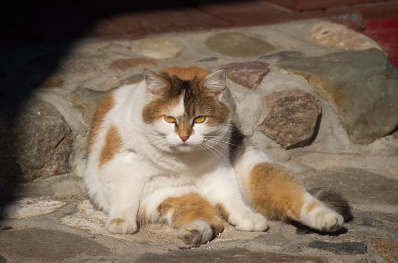 Хранитель музея Плес.....греется на весеннем солнышке...photo preview