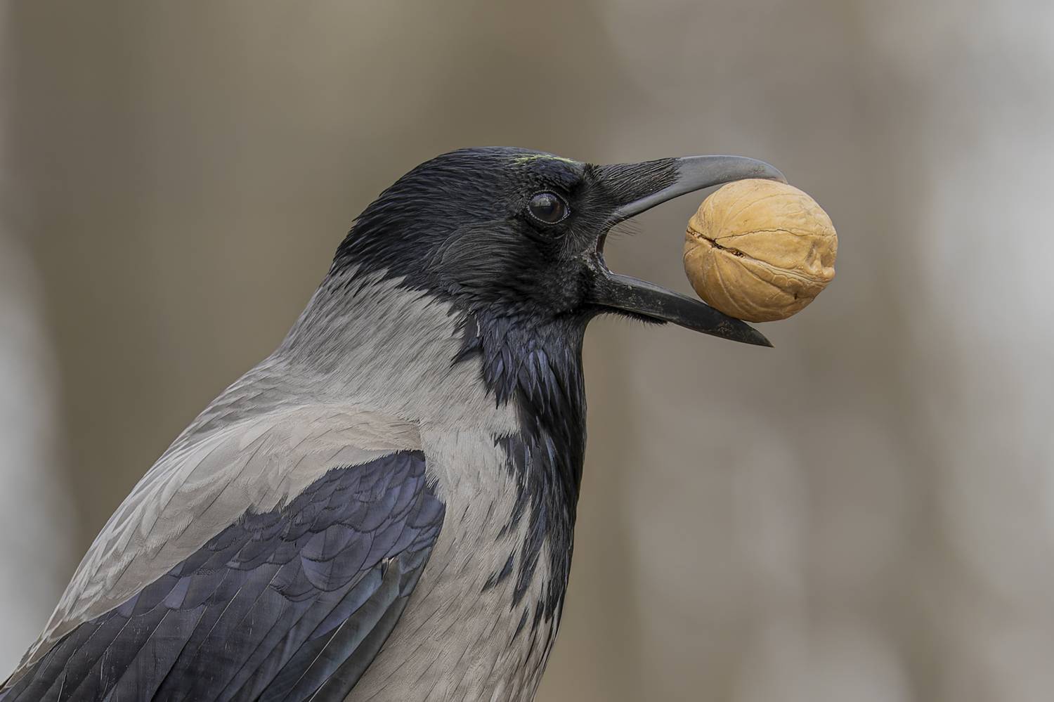 ворона, птицы, орех, Руслан Pl