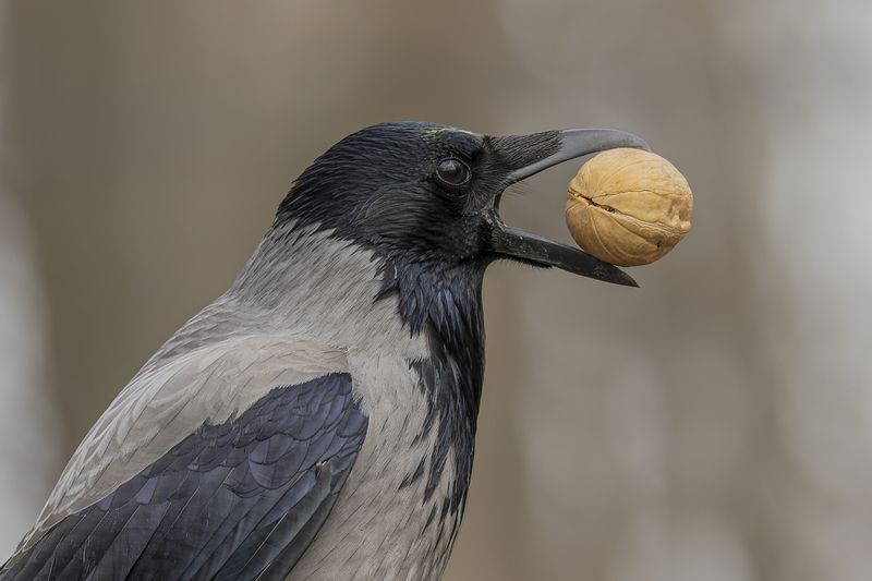 ворона, птицы, орех Ворона и орехphoto preview