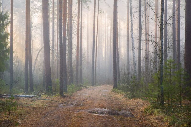 март утро туман лес дорога вязниковский район По дороге в Дудкиноphoto preview