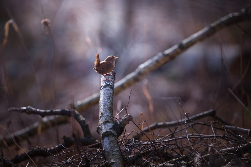природа, лес, поля, огороды, животные, птицы, макро А хвостик пистолетом, это обязательное условие начала весныphoto preview
