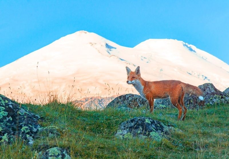 МУХАphoto preview