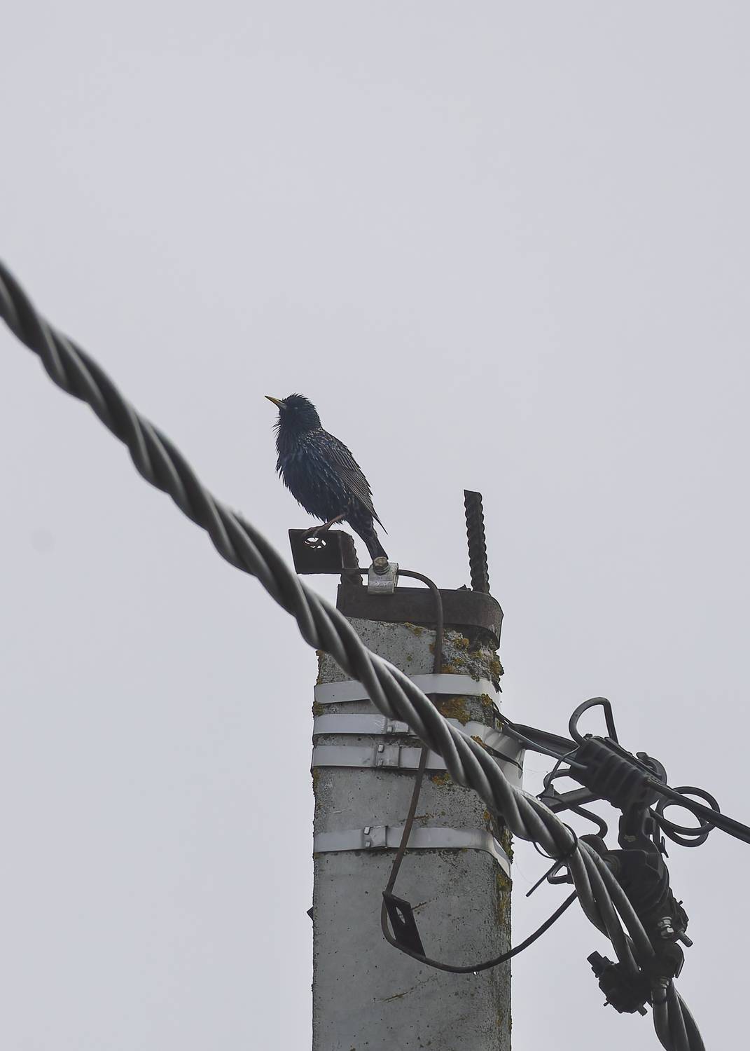 , Загруев Михаил