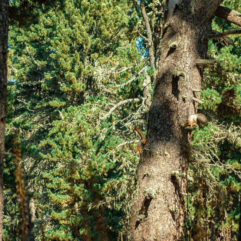 Горный Алтай, деревья, белки Прятки photo preview
