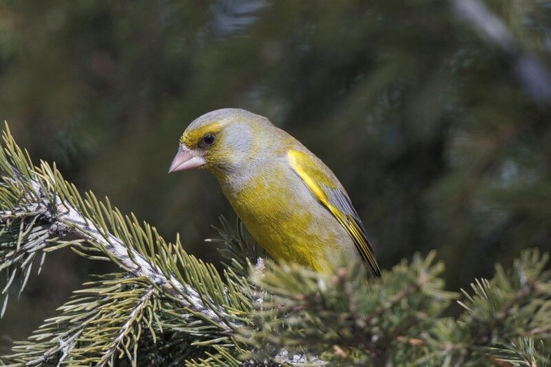 Обыкновенная зеленушкаphoto preview