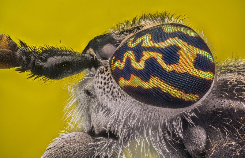 ceclii, macro  фото превью