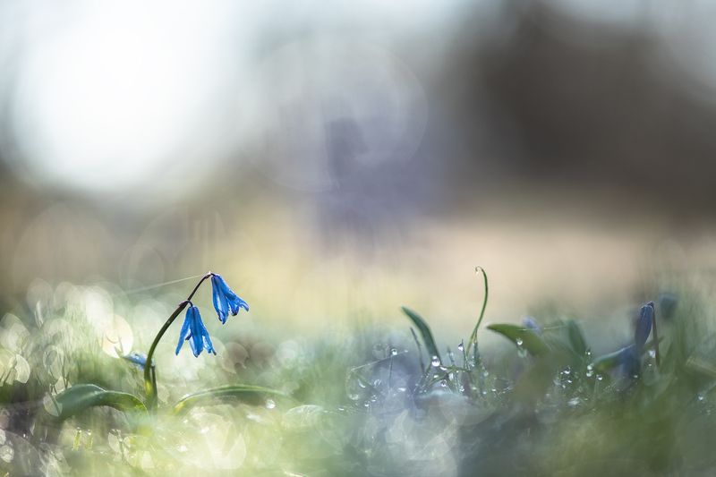 пролеска, первоцвет, март, весна, свет, цвет, россия, воронеж, геннадий мещеряков, nikon d 850, carl zeiss makro-planar t* 100mm f/2 zf.2 Когда солнце взошло...photo preview