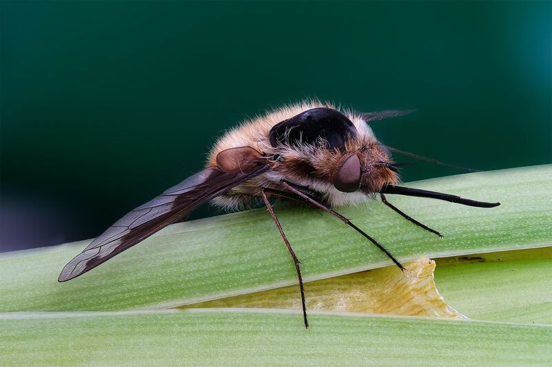 Жужжало (лат. Bombylius major)photo preview