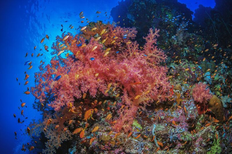 Дендронефтия. Кораллы Красного моря.photo preview