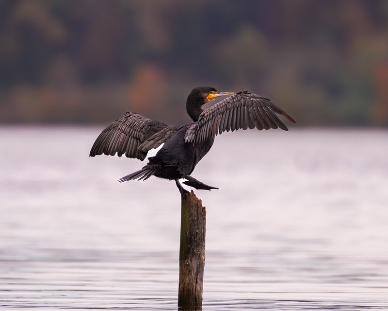 большой баклан, птицы, дикие животные, cormorant, birds, kormoran, vogel Небольшая физкультурная паузаphoto preview