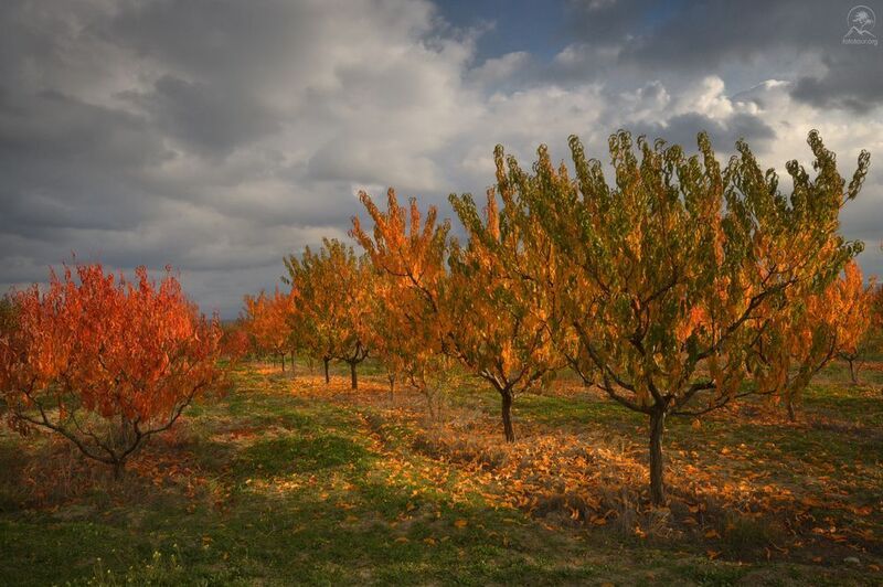 крым, персик, фототур в крым, осенний персик ОСЕННИЙ ПЕРСИКphoto preview