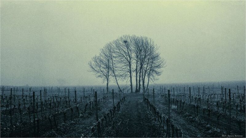 поле дерево туман крым монохром photo preview
