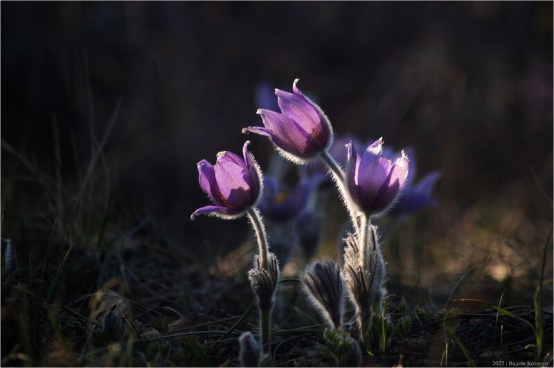 сон-трава весна крым челтер photo preview