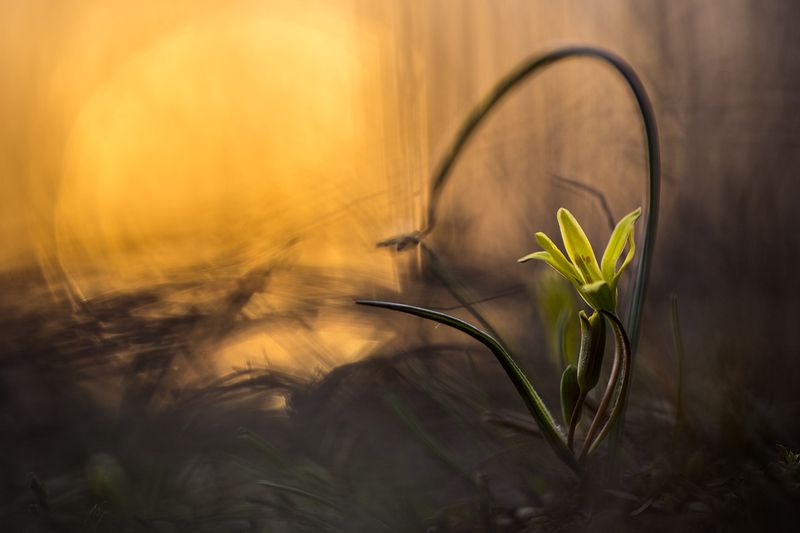 Вечерний танецphoto preview