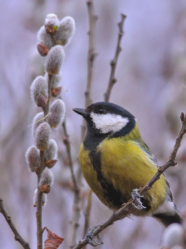 ива пепельная, salix cinerea, большая синица,  parus major, Синичка и ивушка.photo preview