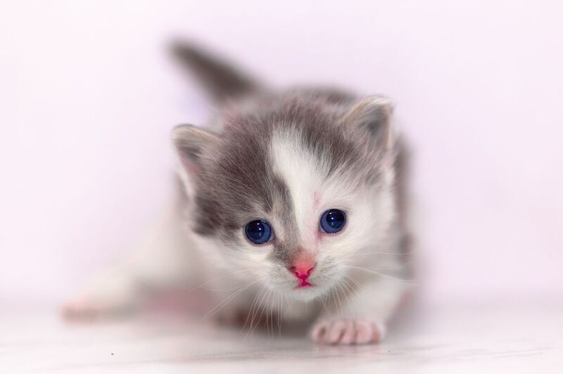 Девочкаphoto preview