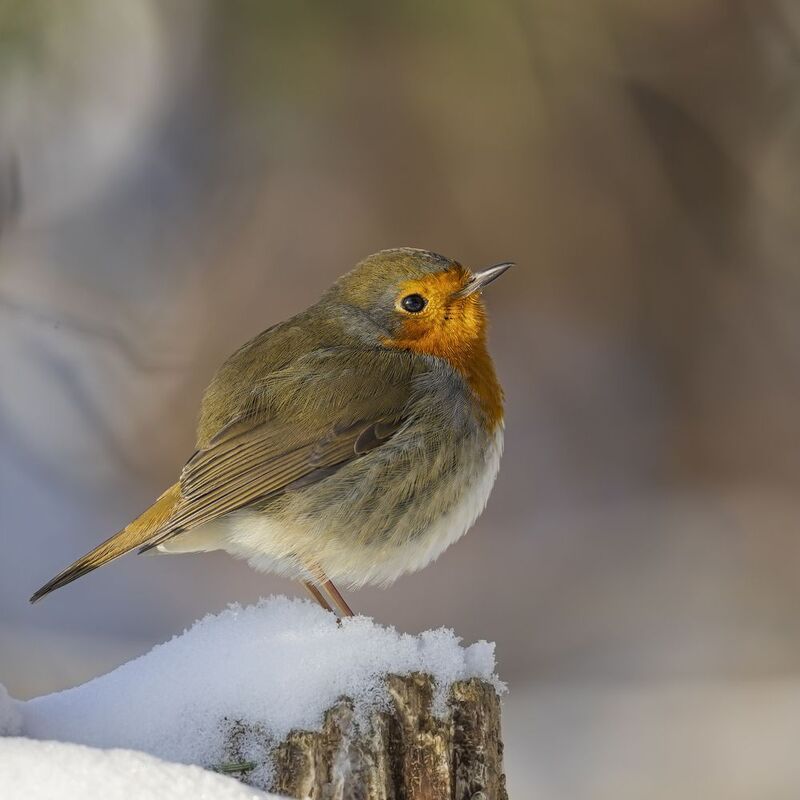 Зарянкаphoto preview