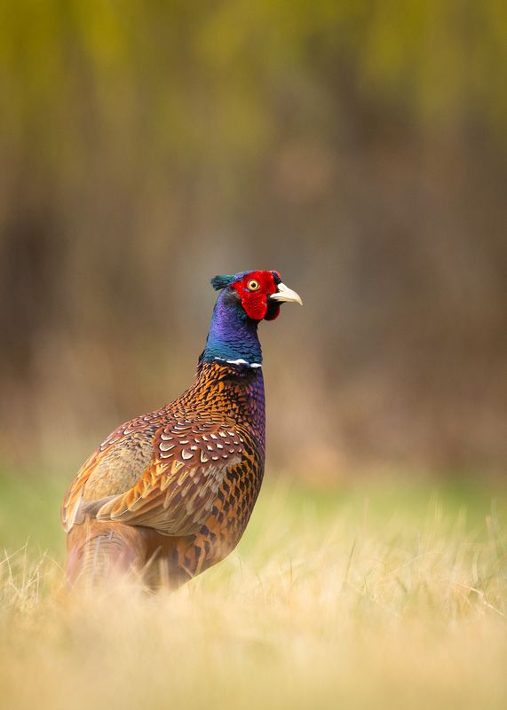 Pheasantphoto preview