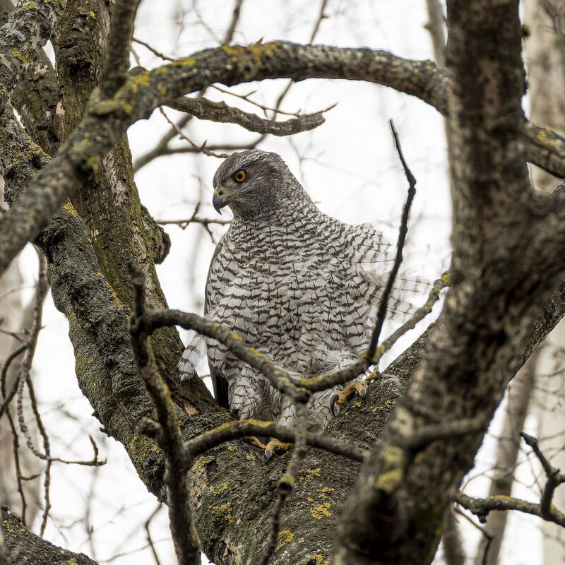 тетеревятник Тетеревятникphoto preview