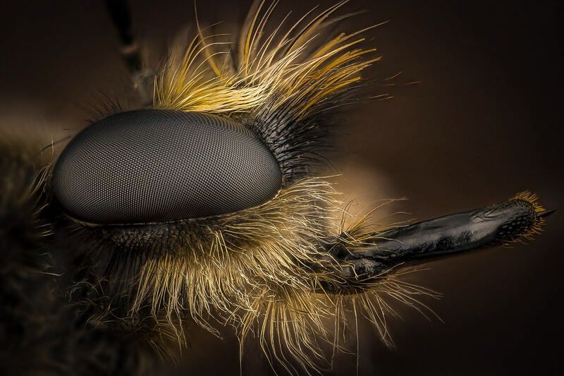 diptera, laphria flava Ктырь желтыйphoto preview