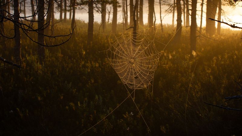 Ловец солнцаphoto preview