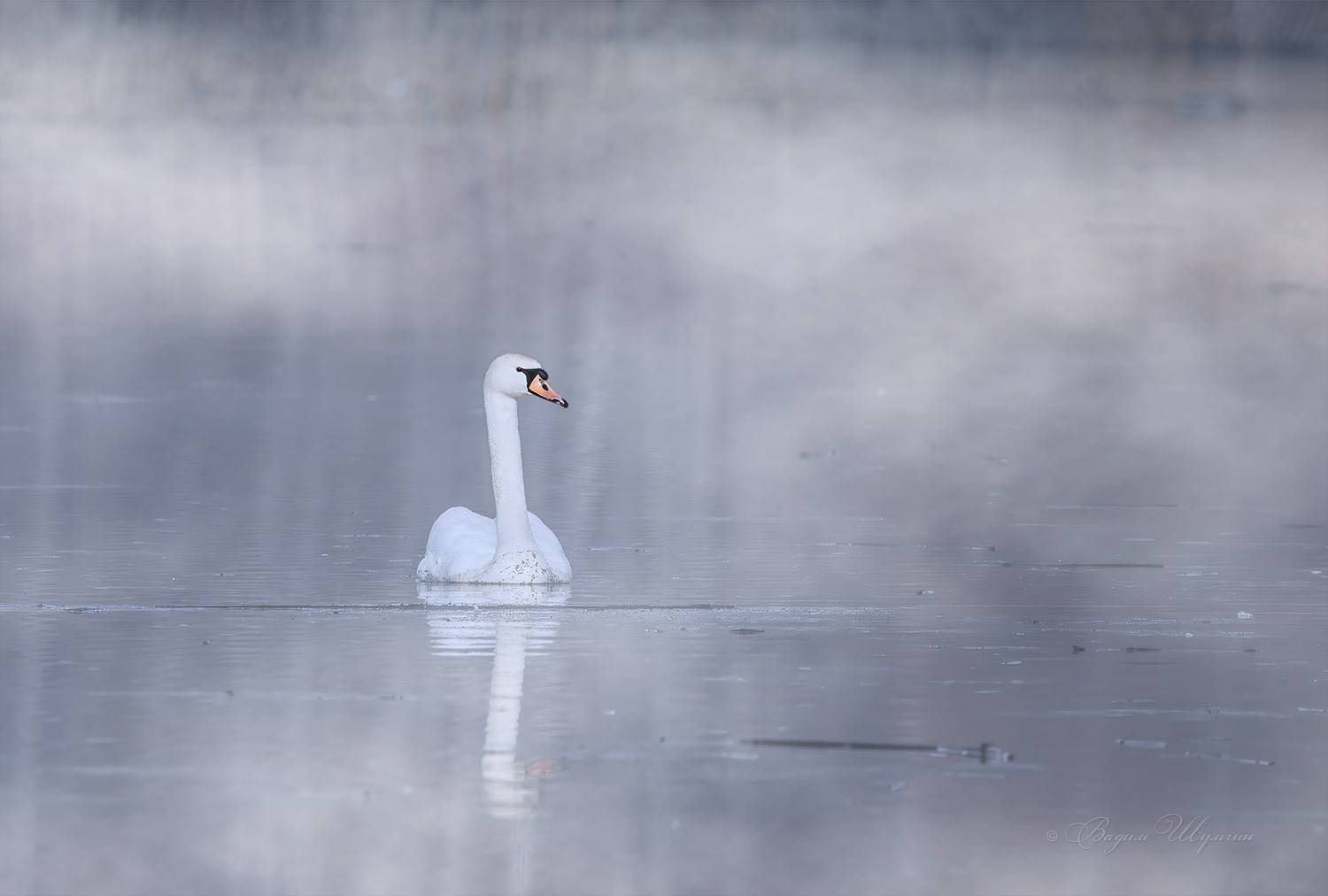 Царевна-лебедь. Автор: Шульгин Вадим , Шульгин Вадим