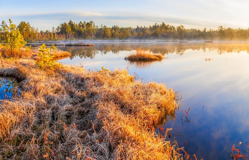 пейзаж Утром на болотеphoto preview