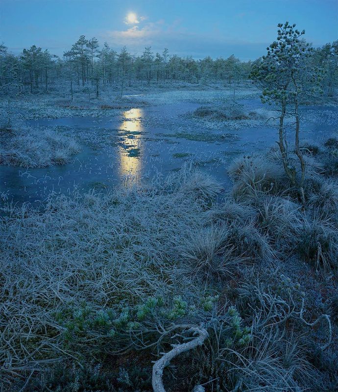 Сказочное болотоphoto preview