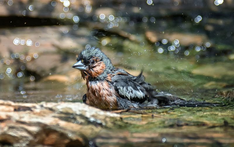 птица, зяблик, купание, самец, самка, Зяблики (6 ФОТО)photo preview