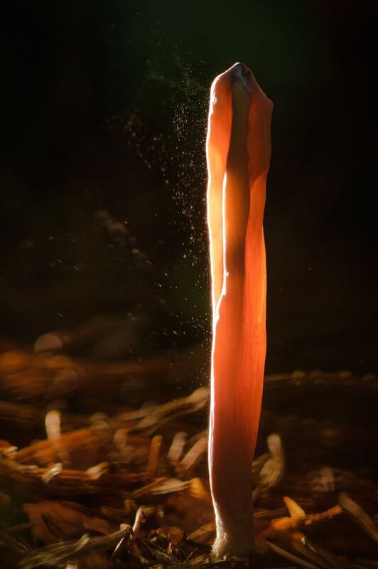 Рогатик язычковый, спороношение, споры, гриб, Clavariadelphus ligula,клавариаде́льфус язычковый Столб жизниphoto preview