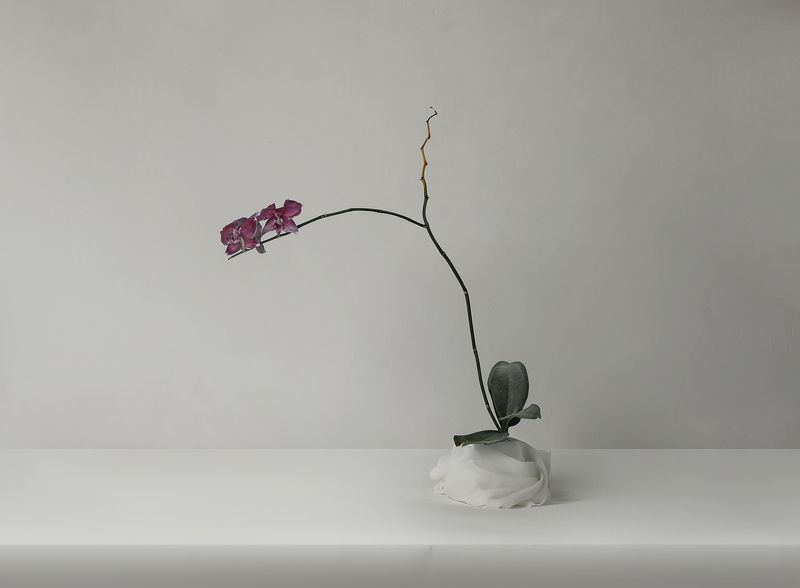 Орхидеяphoto preview