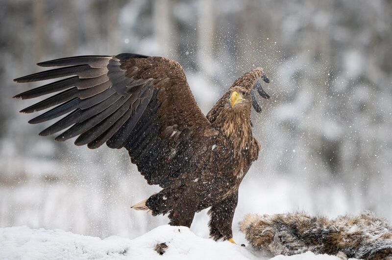 орлан, птица, хищник, крылья, снег Орлан-белохвостphoto preview